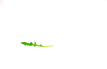 Green leaf of arugula on a white background