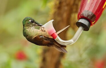 Fawn-breasted Brilliant (Heliodoxa rubinoides) Ecuador