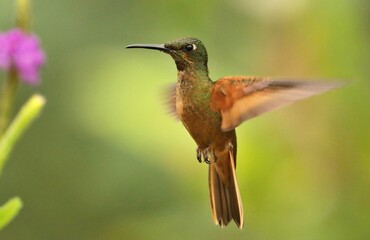 Fawn-breasted Brilliant (Heliodoxa rubinoides) Ecuador
