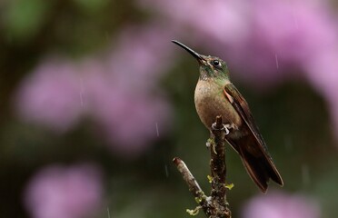 Fawn-breasted Brilliant (Heliodoxa rubinoides) Ecuador