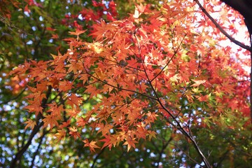 Autumn leaves of maples in the natural park.