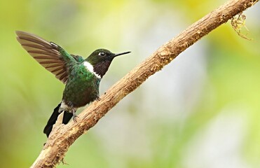 Fototapeta premium Gorgeted sunangel (Heliangelus strophianus) Ecuador