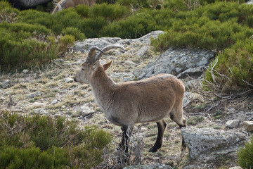 A herd of mountain goats and mouflon in the Loma de Bailanderos in the Sierra de Guadarrama National Park. Madrid's community. Spain