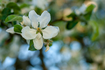 Japanese flowering crabapple, apple tree, Neuwied, Germany