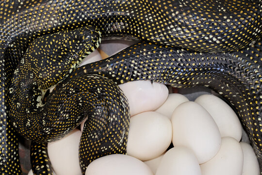 Female Diamond Python laying eggs