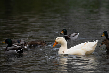 Rare white duck mutant with wild ducks swarm at autumn lake birds wild life