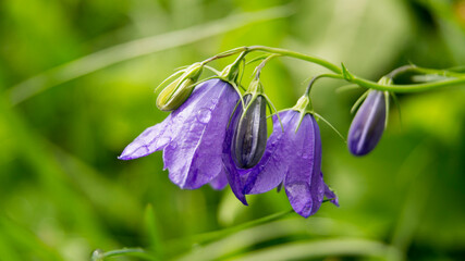 fleurs en montagne, en Chatel de France © nada12