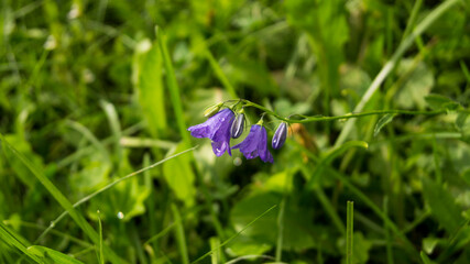 fleurs en montagne, en Chatel de France © nada12