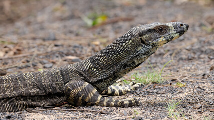 Close up photograph of a Lace Monitor