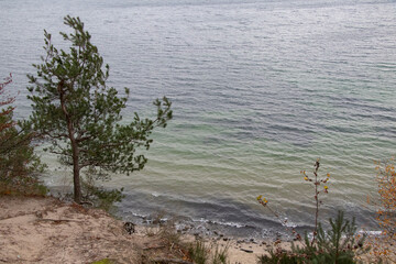 Fototapeta na wymiar pine by the sea, golden sand