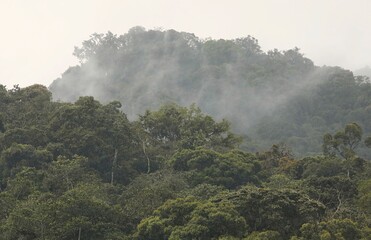 Mountain rainforest,Ecuador
