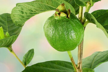 young green guava fruit on plant 