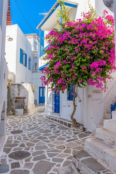 Traditional Cycladitic alley with a narrow street, whitewashed houses and a blooming bougainvillea in parikia, Paros island, Greece.