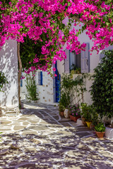 Traditional alley with whitewashed houses and a full blooming bougainvillea in Prodromos Paros island