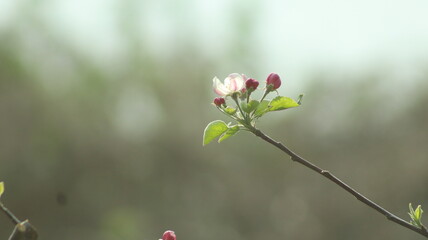 flowers in spring with out of focus background