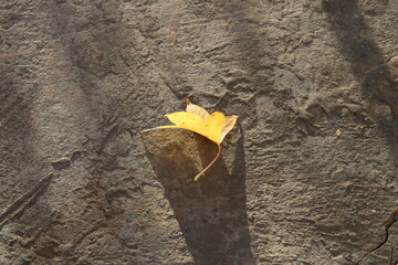 leaf on the ground
