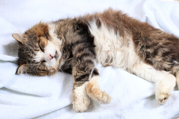 Close-up sleeping happy cat on the bed, yard cat has found its home, atmosphere of coziness and comfort, selective focus