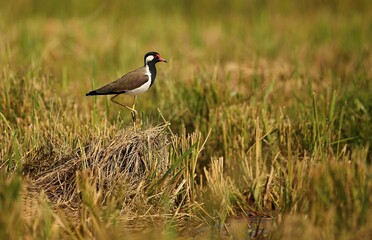 Red-wattled Lapwing (Vanellus indicus) Srí Lanka