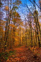 Waldstimmung im Herbst
