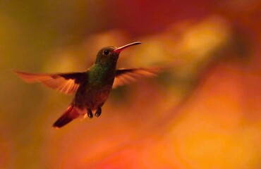 Fototapeta na wymiar Rufous-tailed Hummingbird (Amazilia tzacalt) Ecuador