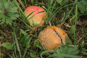 Nahaufnahme: Zwei verdorbene Äpfel - Fallobst in der Wiese