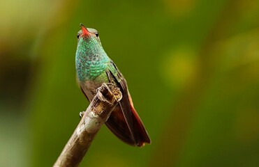 Rufous-tailed Hummingbird (Amazilia tzacalt) Ecuador