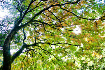 Fototapeta premium 紅葉