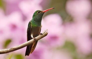 Rufous-tailed Hummingbird (Amazilia tzacalt) Ecuador