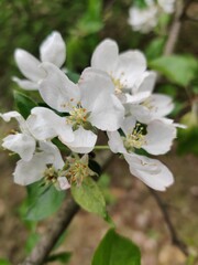 Fototapeta na wymiar Blooming apple tree in the forest