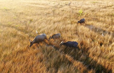 a group of buffalo on dry grass