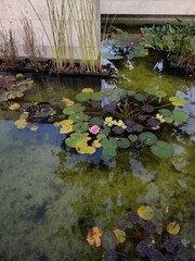 Artistic pond with water lilies and other plants