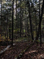 Pine forest on a summer day