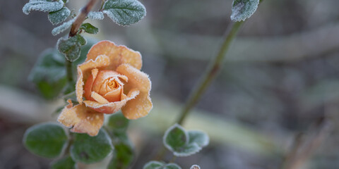 Pomarańczowa róża pokryta szronem 