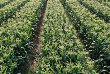 Aerial view of green corn field