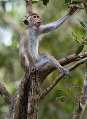 Toque macaque (Macaca sinica) Srí Lanka