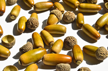 Ripe yellowed dry acorns collected in autumn, ripe oak seeds, isolated on white background