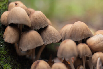 a group of small mushrooms growing in the forests of europe in autumn. closeup with selective focus and bokeh
