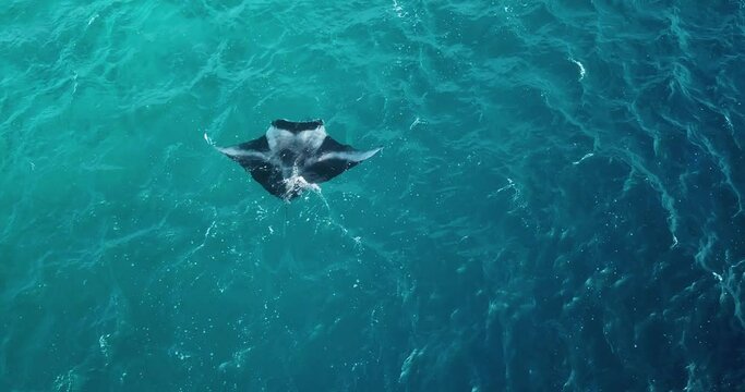 Aerial view of a stingray in the turquoise waters of Laquedivas Sea, Maldives. High quality 4k footage