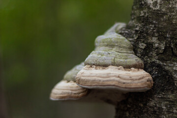 bracket fungus growing on a birch tree. cantilever mushroom. Closeup with selective focus and bokeh.
