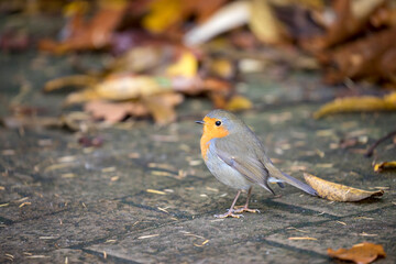 closeup of small Robin bird