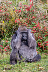 Western Lowland female gorilla