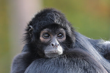 closeup portrait of Spider monkey