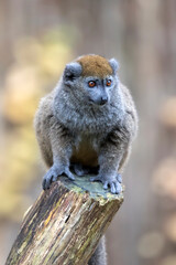 Fototapeta premium Lac Alaotra bamboo lemur (Hapalemur alaotrensis)