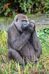 Western Lowland female gorilla
