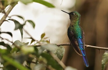 Violet-tailed Sylph (Aglaiocercus coelestis) Ecuador