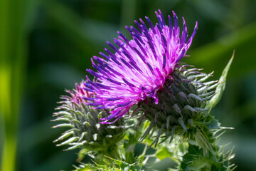 Thistle flower in the garden