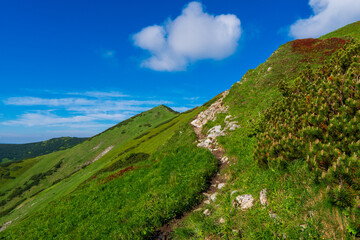 Green mountain covered with forest on the blue sky background. Slovak mountains trekking path in Mala Fatra slovakia