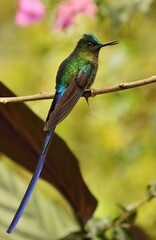 Violet-tailed Sylph (Aglaiocercus coelestis) Ecuador