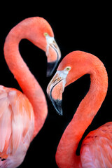 close up of couple flamingo in wild nature
