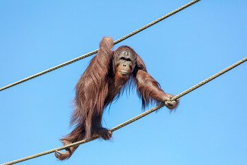 Bornean Orangutan crawling on ropes © Edwin Butter